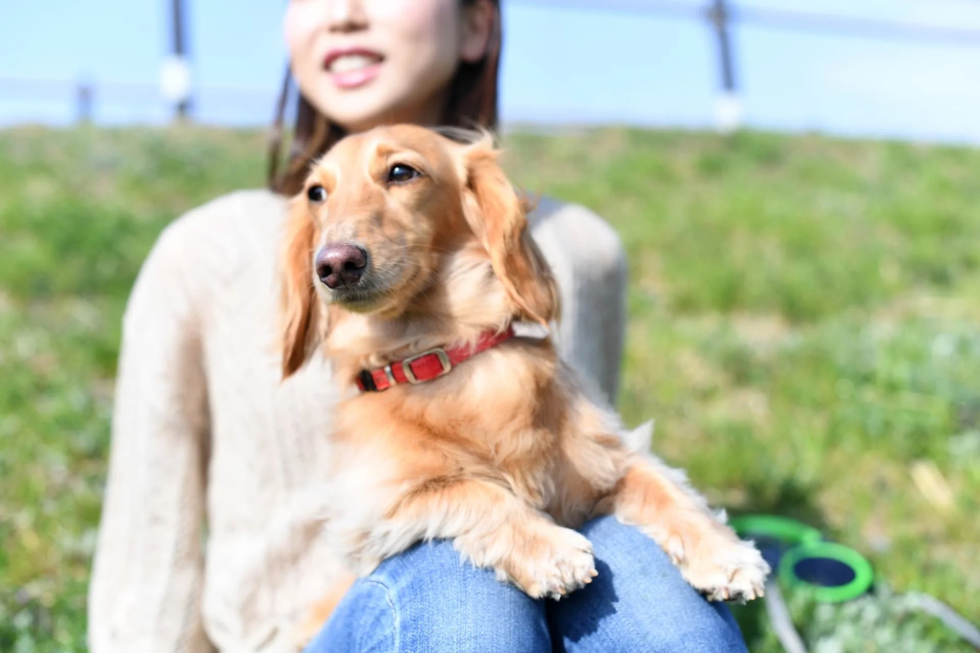 犬 オファー 首輪 主従